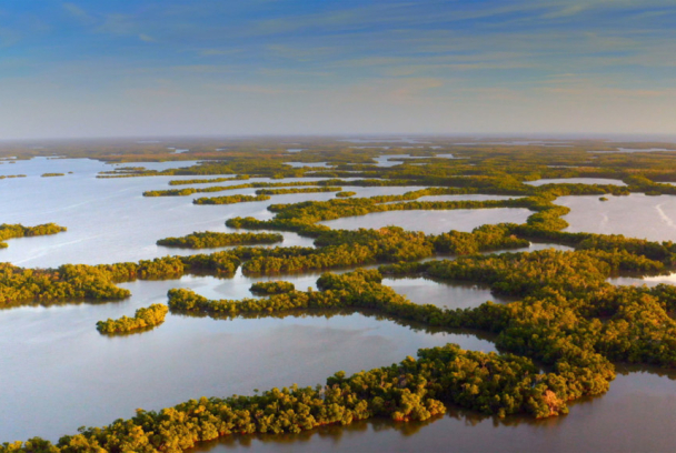 Tiburón contra cocodrilo
