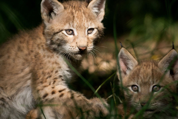 Guarderias de la naturaleza