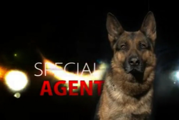 Agente especial