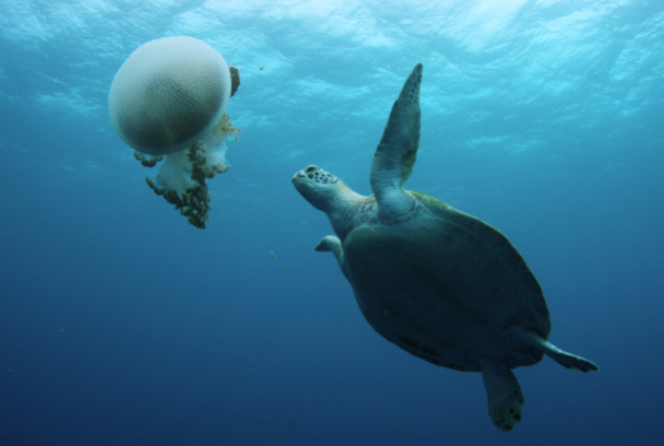 La Gran Barrera de Coral: tesoro vivo