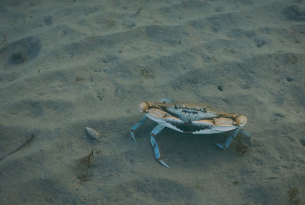 Cranc blau. Un repte per a la mediterrània