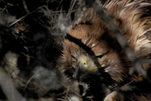 Una banda muy salvaje