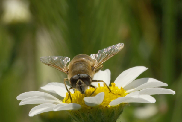 30 minuts: La sisena extinció