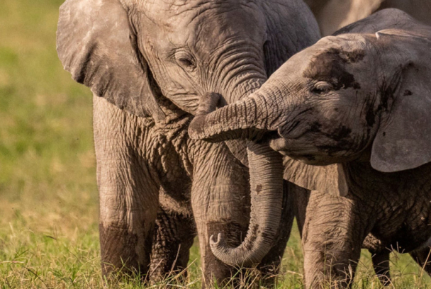Reinas del mundo salvaje