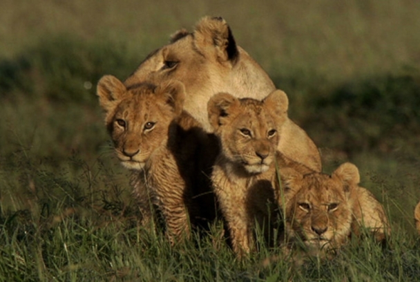 The truth about lions