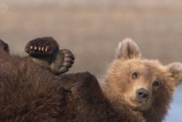 The Great Bear Stakeout