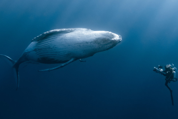 Ballenas, tortugas y hombres