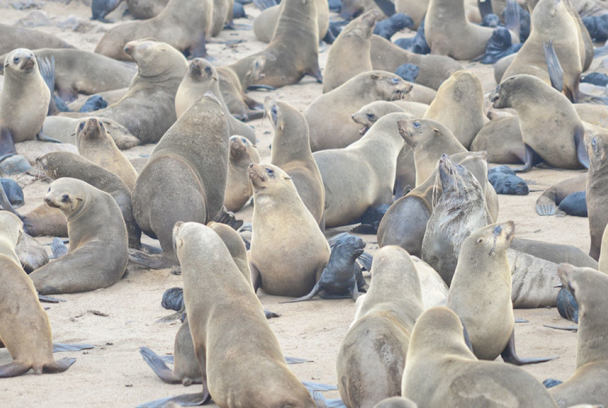 Focas. Unos mamíferos con mucho carácter