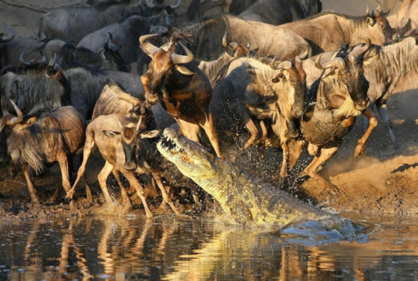 El club de la lucha de la naturaleza