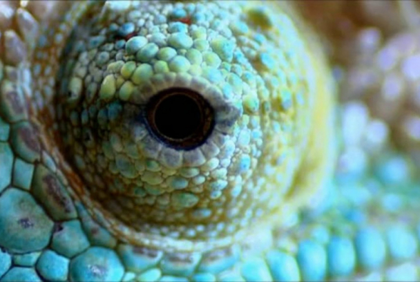 El mundo de los sentidos