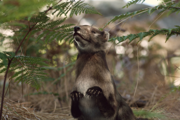 Una nueva prehistoria
