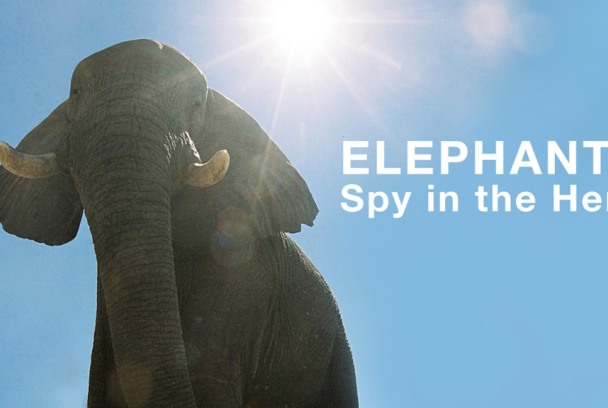Un espía entre elefantes