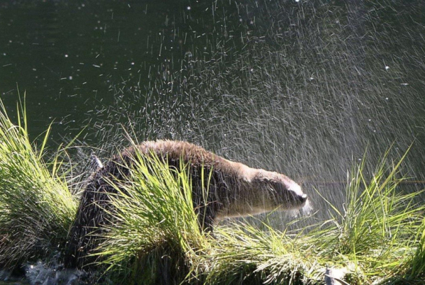Un año en la vida de una nutria