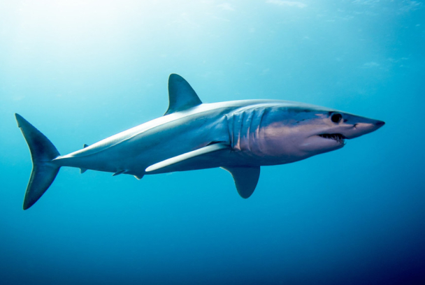 Tiburón mako 3