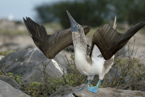Bestias del sexo: la necesidad de procrear