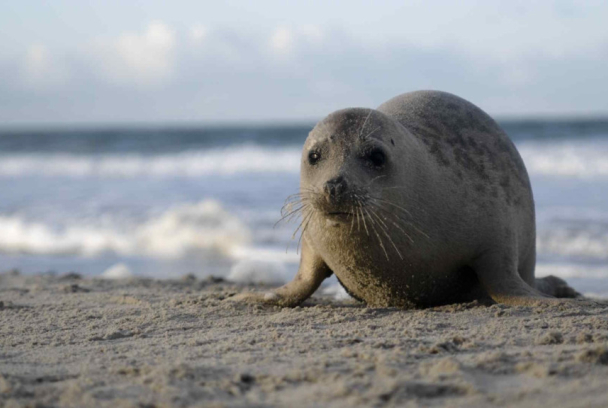 Las focas: Los payasos del mar