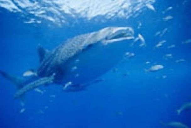 Grandes documentales