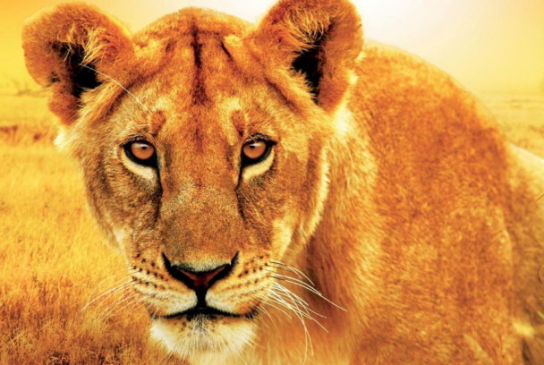 Leonas - un combate de reinas