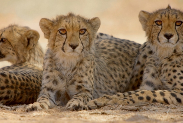 El último territorio salvaje