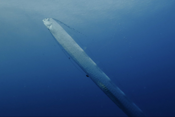  La gran serpiente marina. Encuentro con el mito