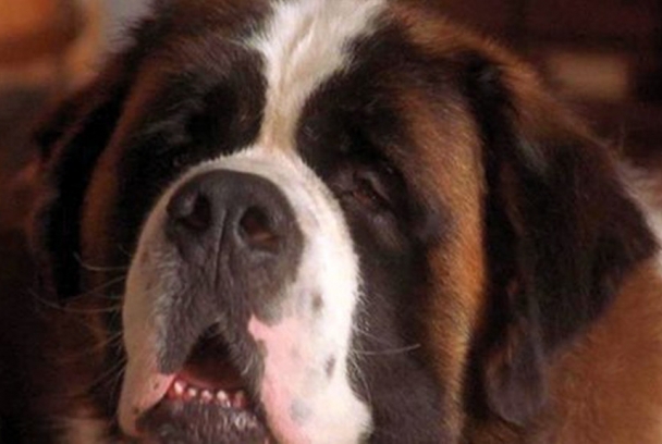 Beethoven 3: De excursión con la familia