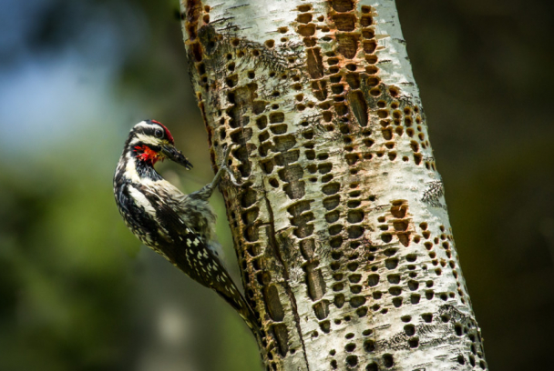 Espectáculos naturales
