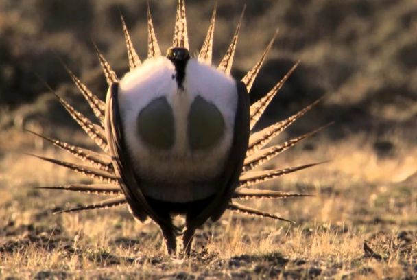 Grandes documentales: Los grandes bailarines de la naturaleza