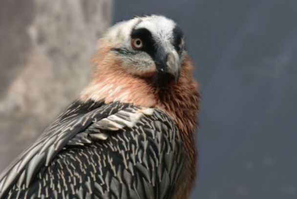 La Engadina - Paraíso virgen en Suiza