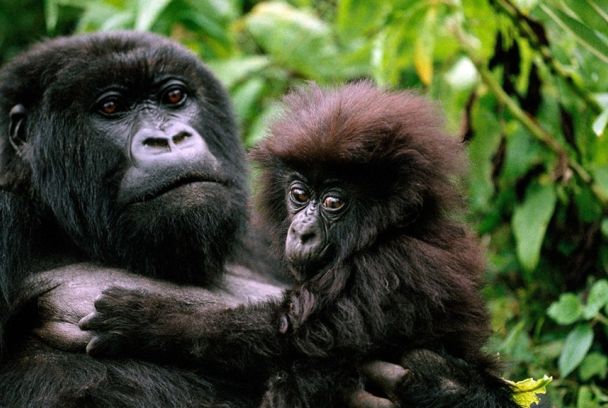 Grandes documentales: El reino de los simios