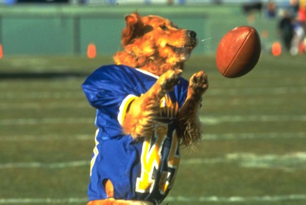 Air Bud: el fichaje de la liga
