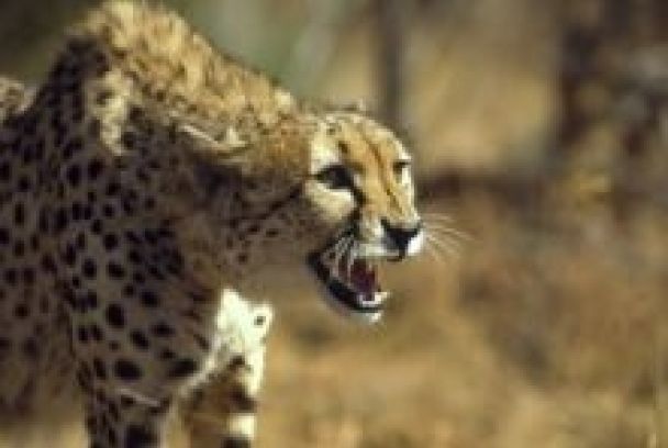 Naturaleza letal 360