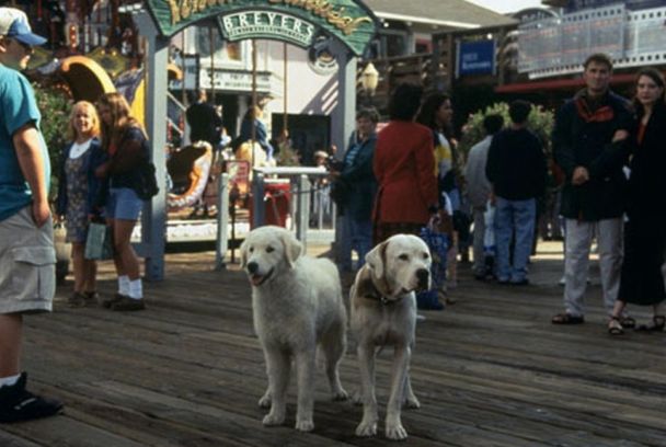 De vuelta a casa 2: perdidos en San Francisco