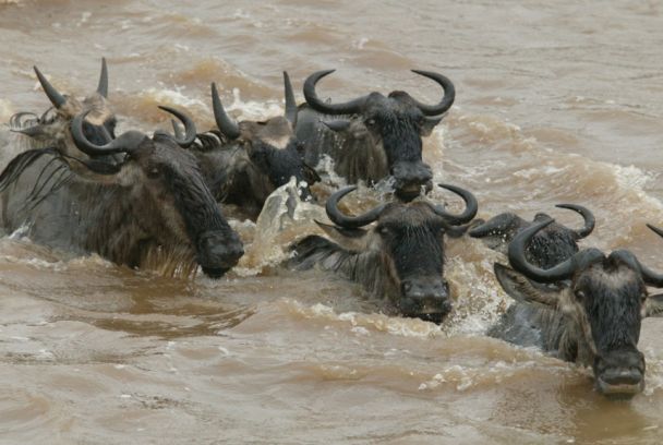 Espías de la manada