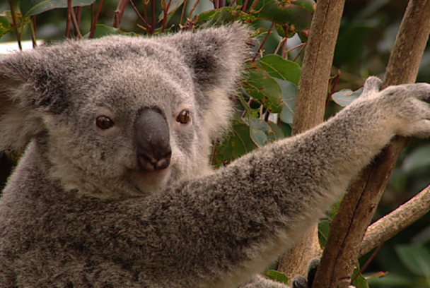 Australia, un viaje a través de la evolución