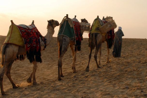 Animales que han hecho historia