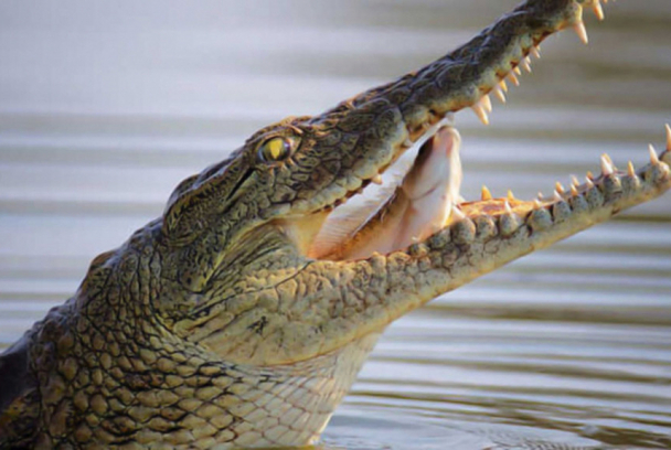 Aislados, una historia de supervivencia