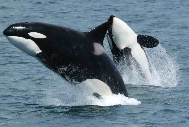 Orcas, ¿asesinas?