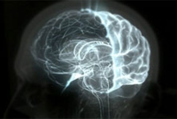 Té sexe, el meu cervell?