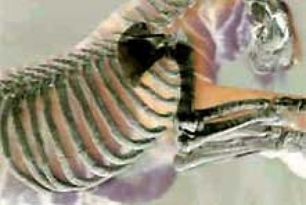 Animales desde dentro