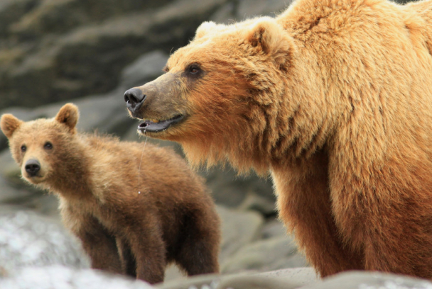 Osos Grizzly. Vigilancia total