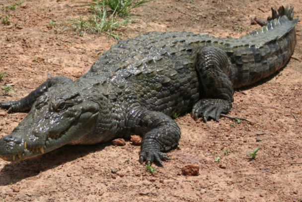 Cocodrilos, el último dragón