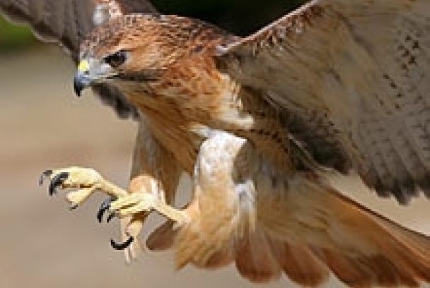 Grandes documentales