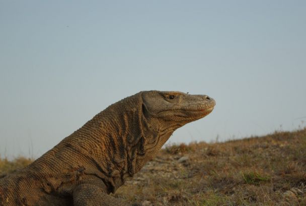 T-Rex, el rey del Cretácico