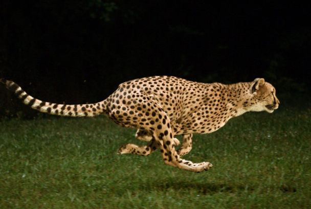 El guepardo: el precio de la velocidad