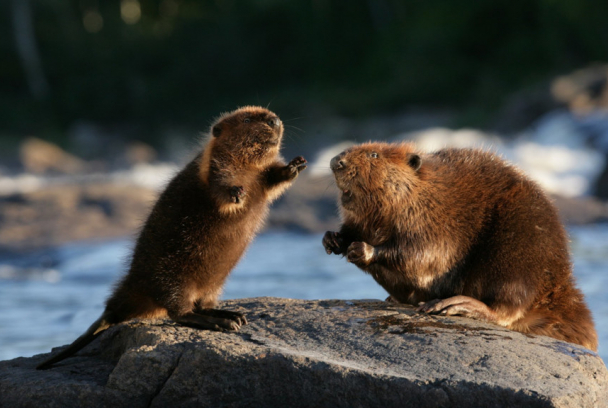 Mechón blanco, las aventuras del pequeño castor