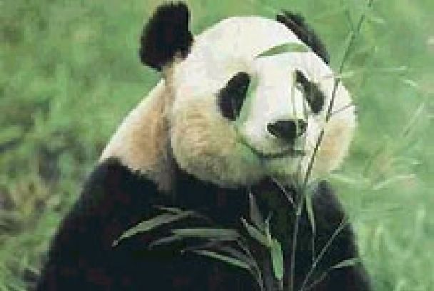 Grandes documentales