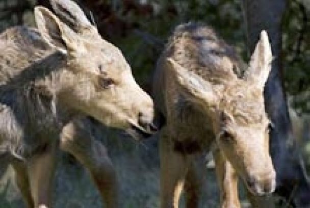 Grandes documentales