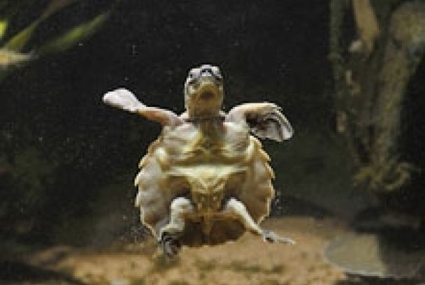 La vida a sangre fría