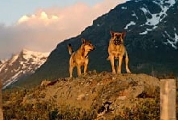 Un perro en el fin del mundo