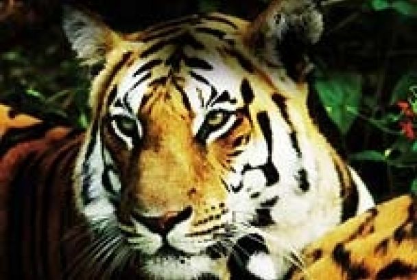 Un espía entre los tigres